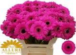Vollsortiment Gerbera mini BOOST, 1 Stiel